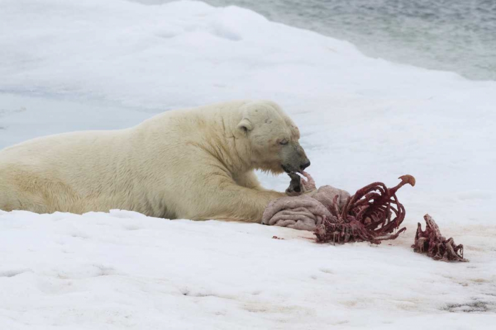 Norway, Svalbard Polar bear eating seal carcass art print by Bill Young for $57.95 CAD