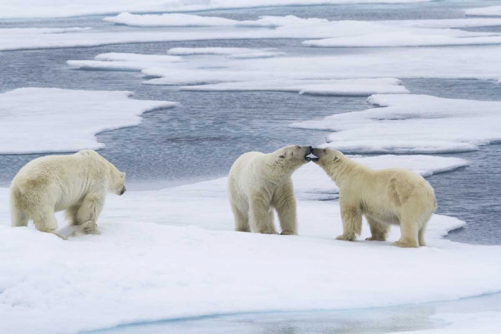 Norway, Svalbard Two polar bears on sea ice art print by Bill Young for $57.95 CAD