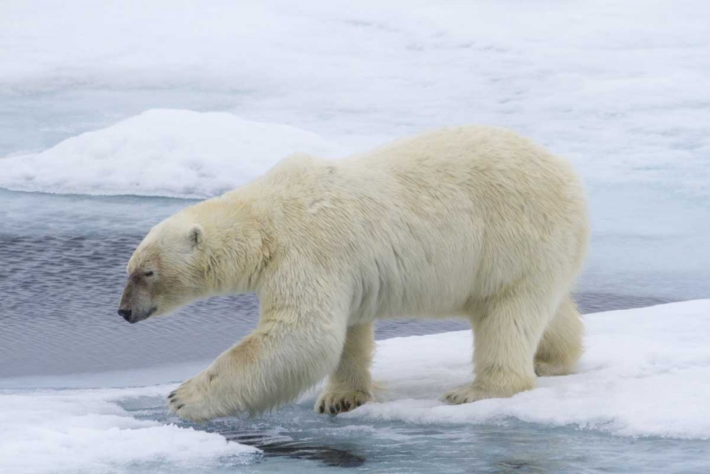 Norway, Svalbard Polar bear on sea ice art print by Bill Young for $57.95 CAD