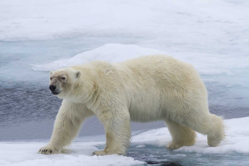 Norway, Svalbard Polar bear on sea ice art print by Bill Young for $57.95 CAD