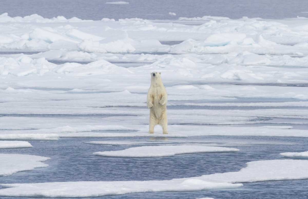 Norway, Svalbard Polar bear on sea ice art print by Bill Young for $57.95 CAD
