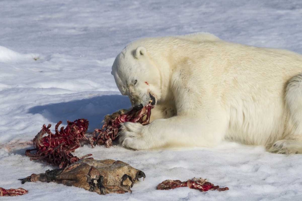 Norway, Svalbard Polar bear eating seal carcass art print by Bill Young for $57.95 CAD