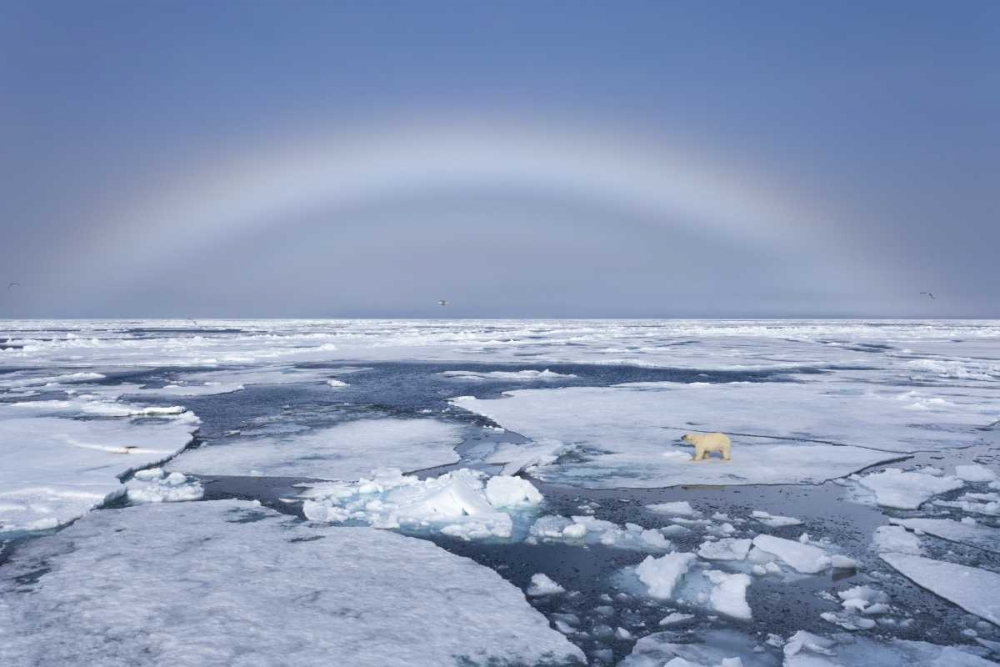 Norway, Svalbard Polar bear on broken sea ice art print by Bill Young for $57.95 CAD