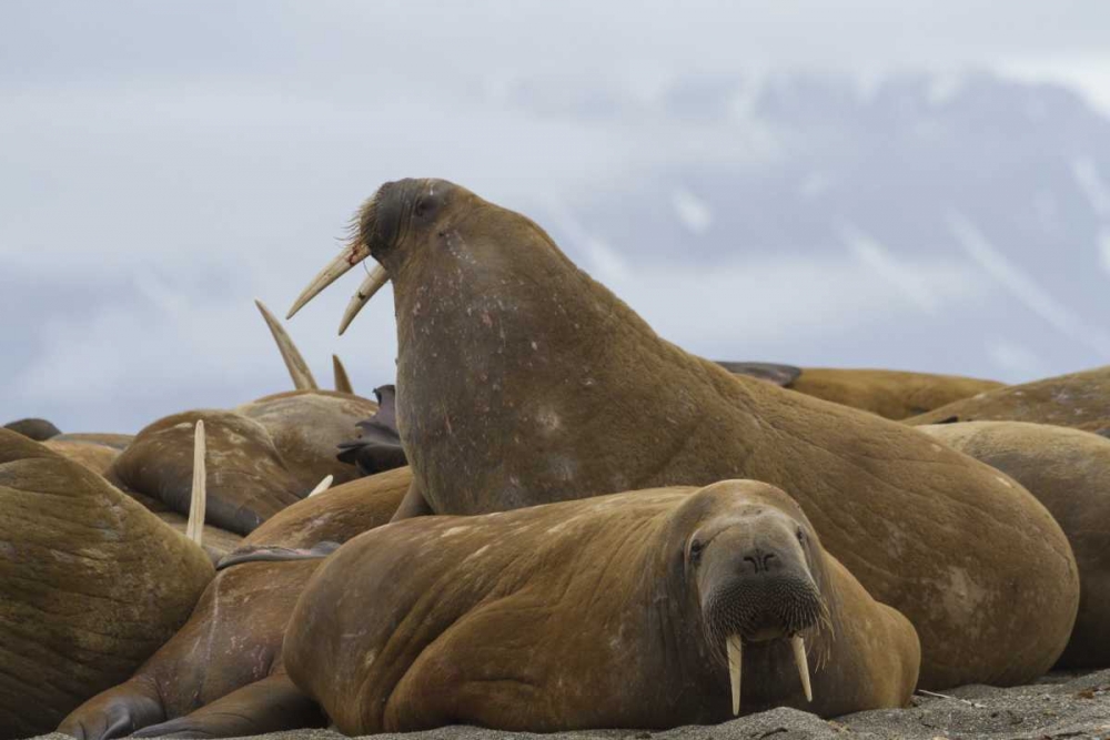 Norway, Svalbard, Torellneset Walruses resting art print by Bill Young for $57.95 CAD