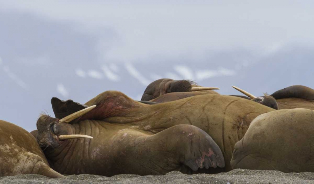 Norway, Svalbard, Torellneset Walruses resting art print by Bill Young for $57.95 CAD