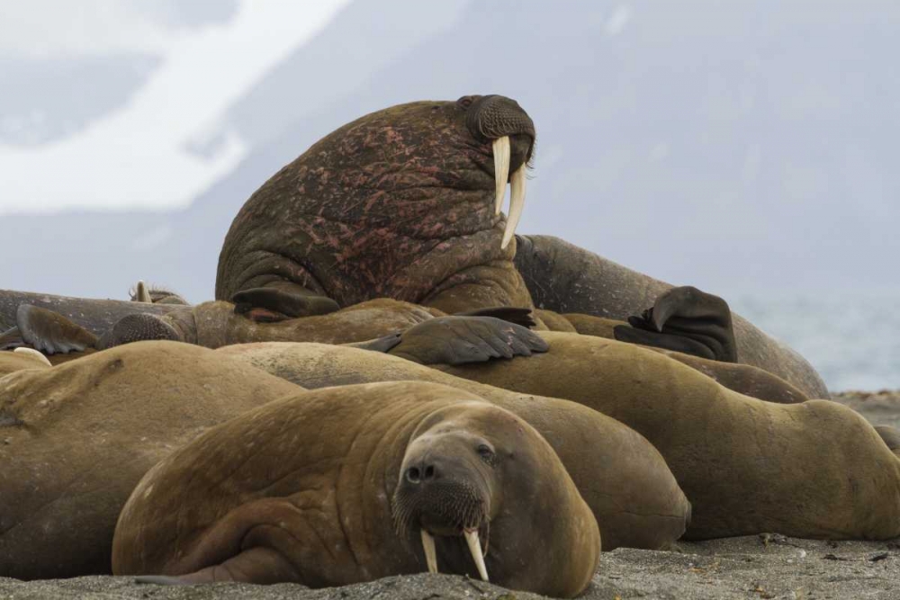 Norway, Prins Karls Forland Walruses resting art print by Bill Young for $57.95 CAD