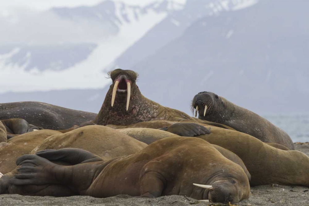 Norway, Svalbard Group of walruses resting art print by Bill Young for $57.95 CAD