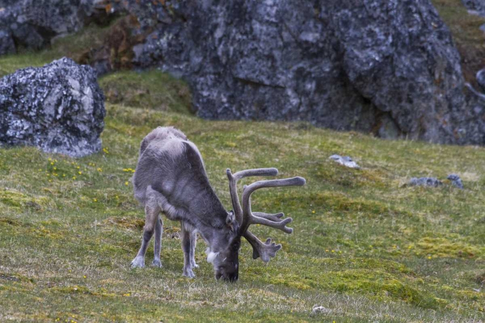Norway, Prins Karls Forland Reindeer grazing art print by Bill Young for $57.95 CAD