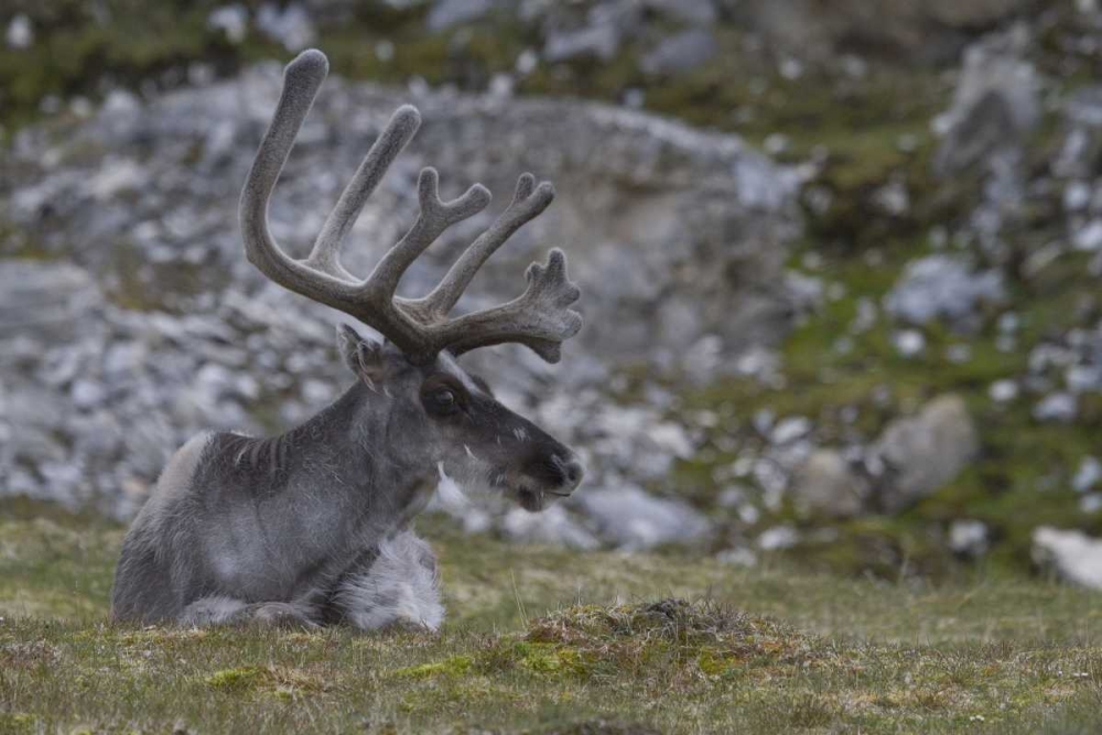 Norway, Prins Karls Forland Reindeer grazing art print by Bill Young for $57.95 CAD