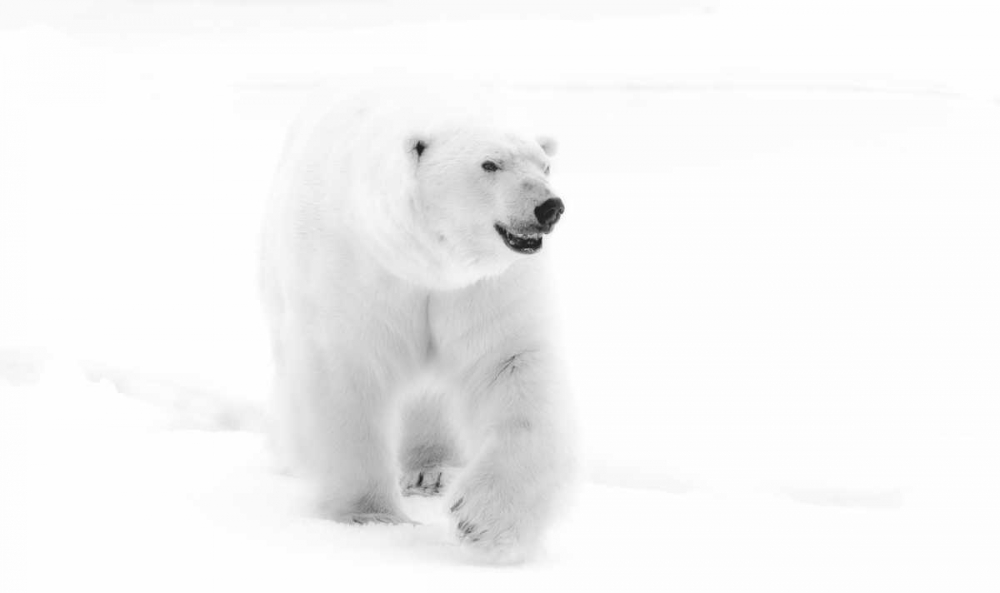 Norway, Svalbard Walking polar bear art print by Bill Young for $57.95 CAD