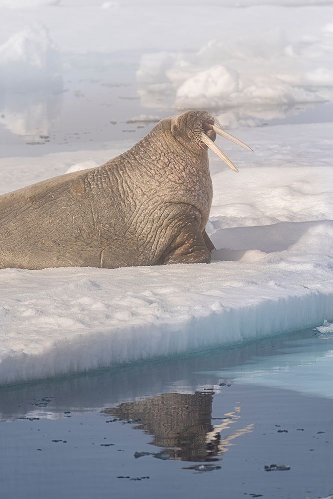 Norway, Svalbard. Close-up of male walrus on ice floe in Arctic Ocean. art print by Jaynes Gallery for $57.95 CAD