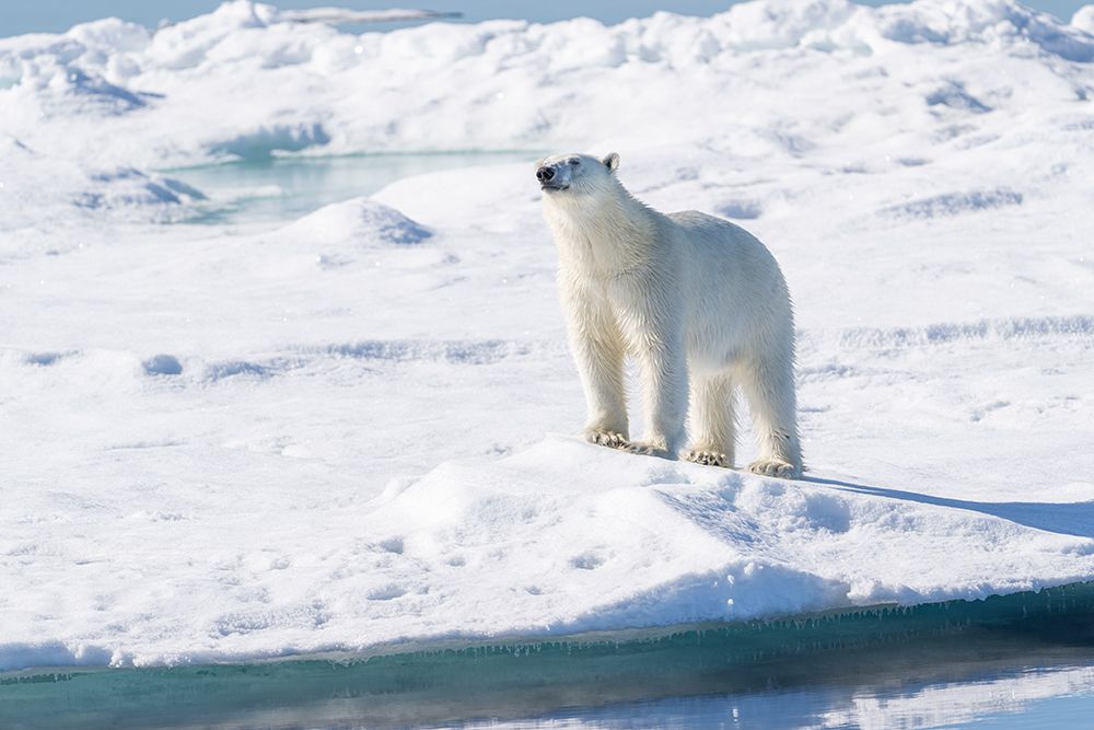 Norway, Svalbard. Male polar bear on pack ice in Arctic Ocean. art print by Jaynes Gallery for $57.95 CAD