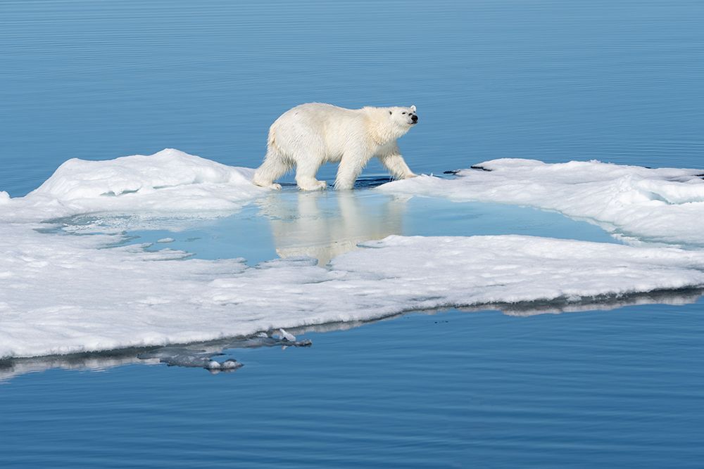 Norway, Svalbard. Polar bear on ice floe  in Arctic Ocean. art print by Jaynes Gallery for $57.95 CAD
