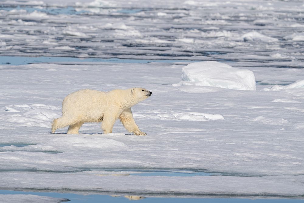 Norway, Svalbard. Polar bear on ice floe  in Arctic Ocean. art print by Jaynes Gallery for $57.95 CAD