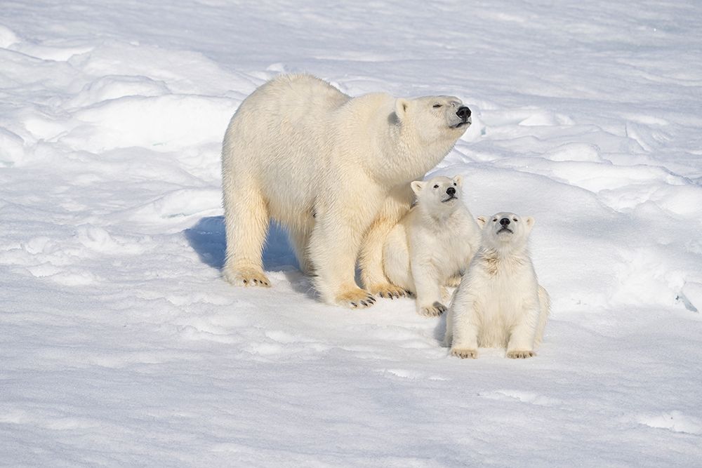 Norway, Svalbard. Polar Bear mother with 6 month old cubs on pack ice in the Arctic Ocean art print by Jaynes Gallery for $57.95 CAD