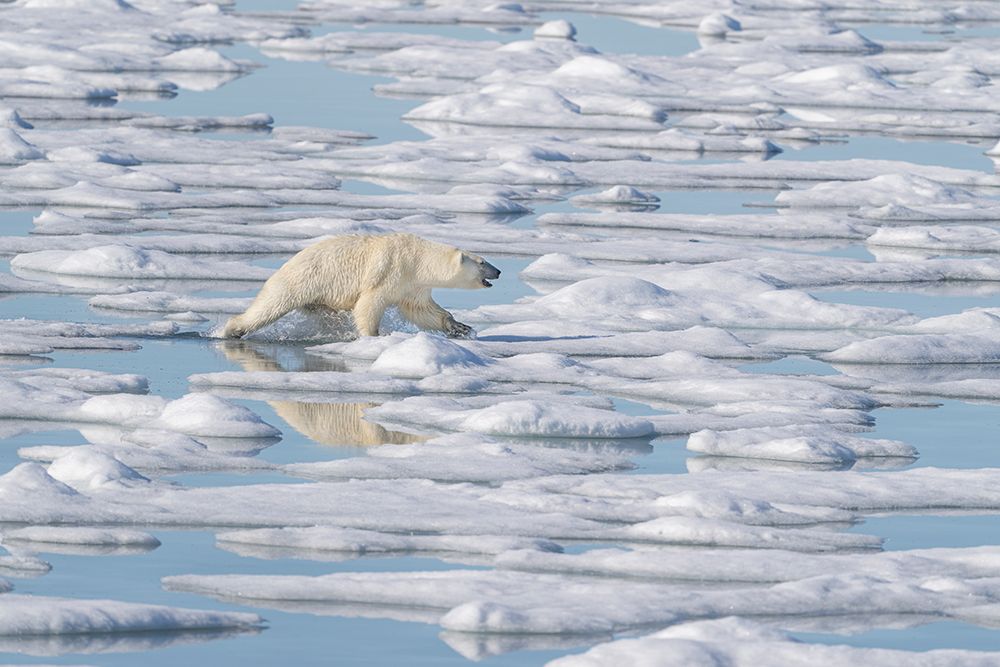 Norway, Svalbard. Polar bear sow aggressively approaches male with seal kill. art print by Jaynes Gallery for $57.95 CAD
