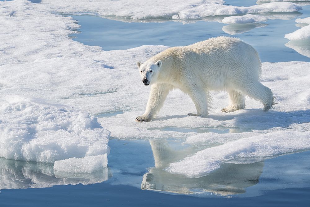 Norway, Svalbard. Polar bear on ice floe  in Arctic Ocean. art print by Jaynes Gallery for $57.95 CAD