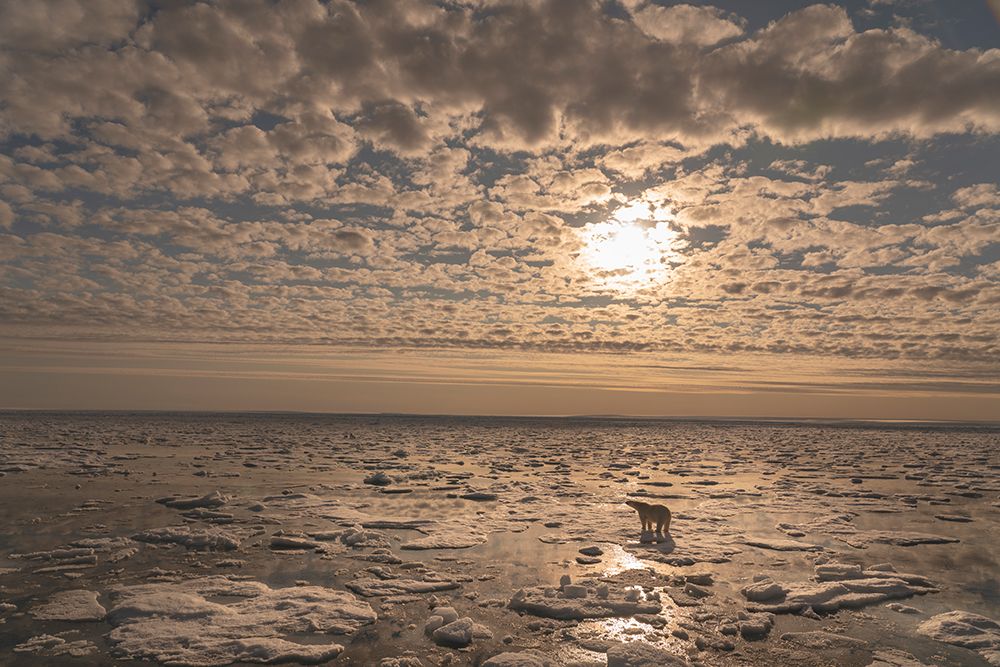 Norway, Svalbard. Lone polar bear on pack ice at sunrise. art print by Jaynes Gallery for $57.95 CAD