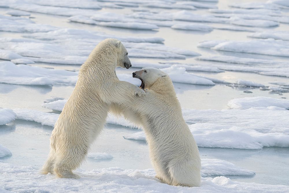 Norway, Svalbard. Sibling polar bear subadults play fighting on pack ice. art print by Jaynes Gallery for $57.95 CAD