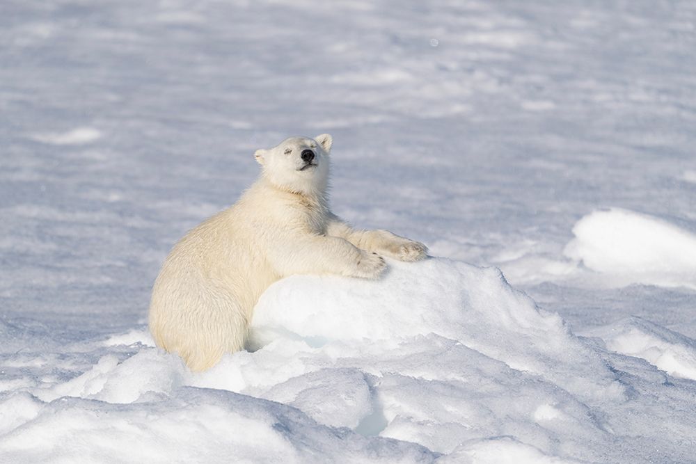 Norway, Svalbard. Polar bear cub jumping across water on pack ice. art print by Jaynes Gallery for $57.95 CAD