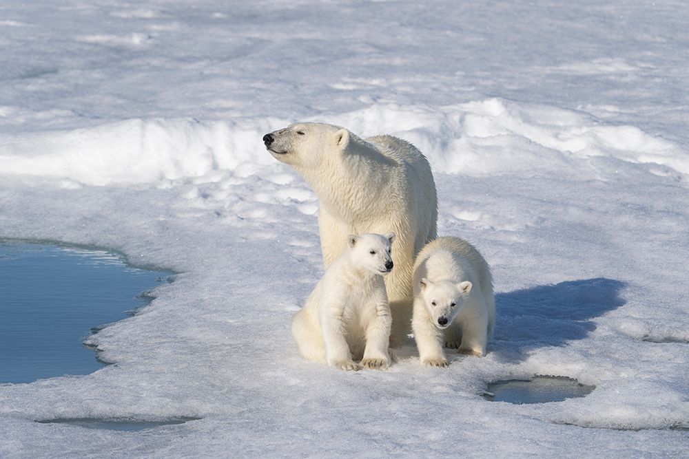 Norway, Svalbard. Polar bear mother and cubs on pack ice in Arctic Ocean. art print by Jaynes Gallery for $57.95 CAD