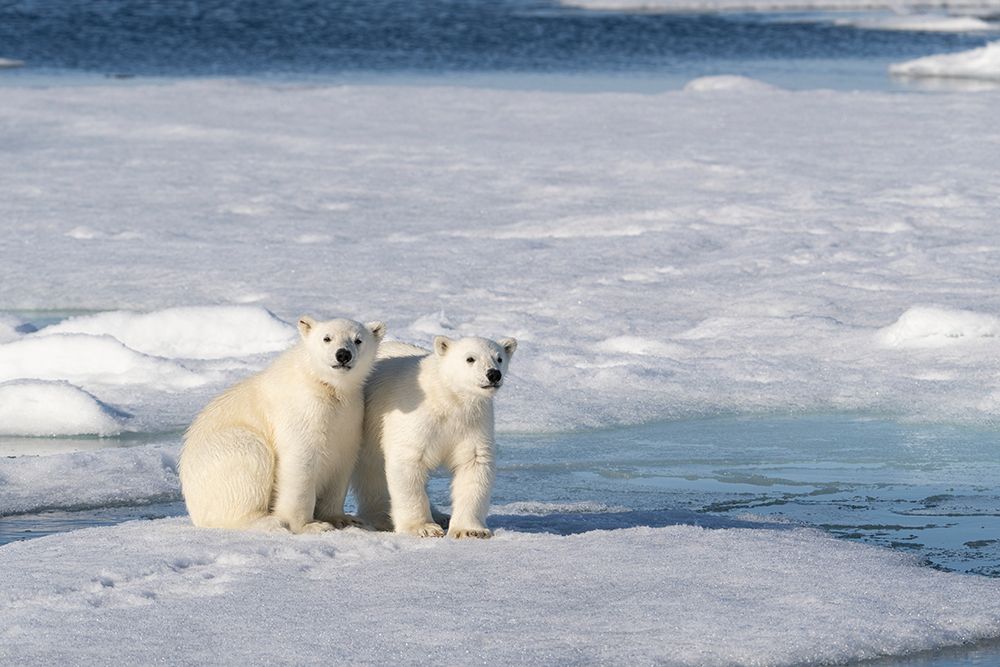 Norway, Svalbard. Polar bear cubs on pack ice. art print by Jaynes Gallery for $57.95 CAD