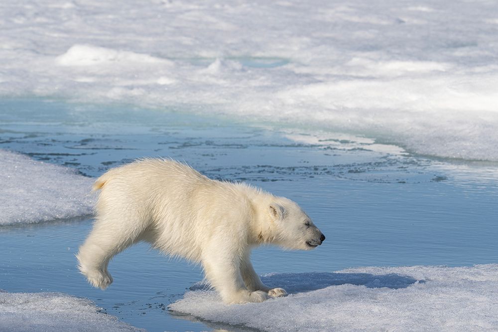 Norway, Svalbard. Polar bear cub jumping across water on pack ice. art print by Jaynes Gallery for $57.95 CAD