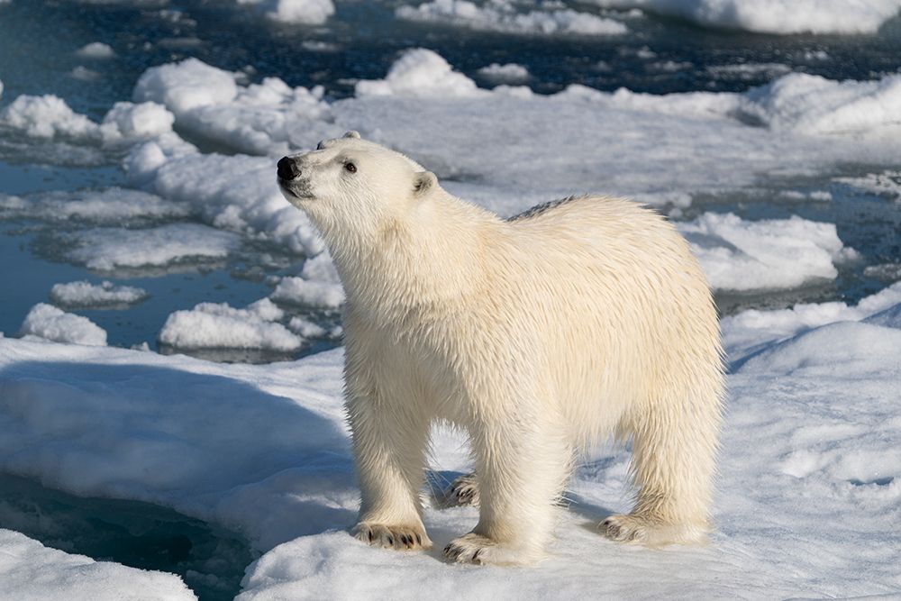 Norway, Svalbard. Norway, Svalbard. Male polar bear walking across pack ice in Arctic Ocean. art print by Jaynes Gallery for $57.95 CAD