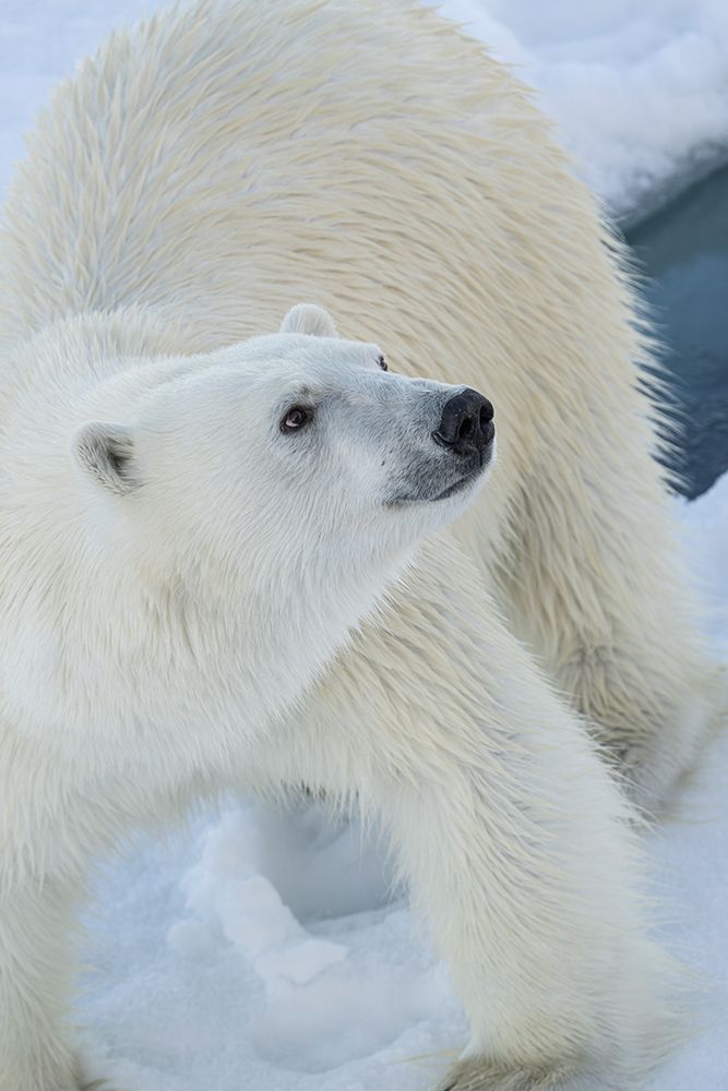 Norway, Svalbard. Norway, Svalbard. Close-up of polar bear male on ice. art print by Jaynes Gallery for $57.95 CAD