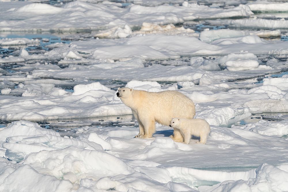Norway, Svalbard. Polar bear mother and cub on pack ice in Arctic Ocean. art print by Jaynes Gallery for $57.95 CAD