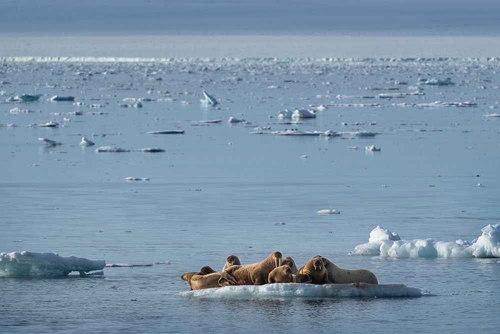 Norway, Svalbard. Walrus pod in Arctic Ocean. art print by Jaynes Gallery for $57.95 CAD