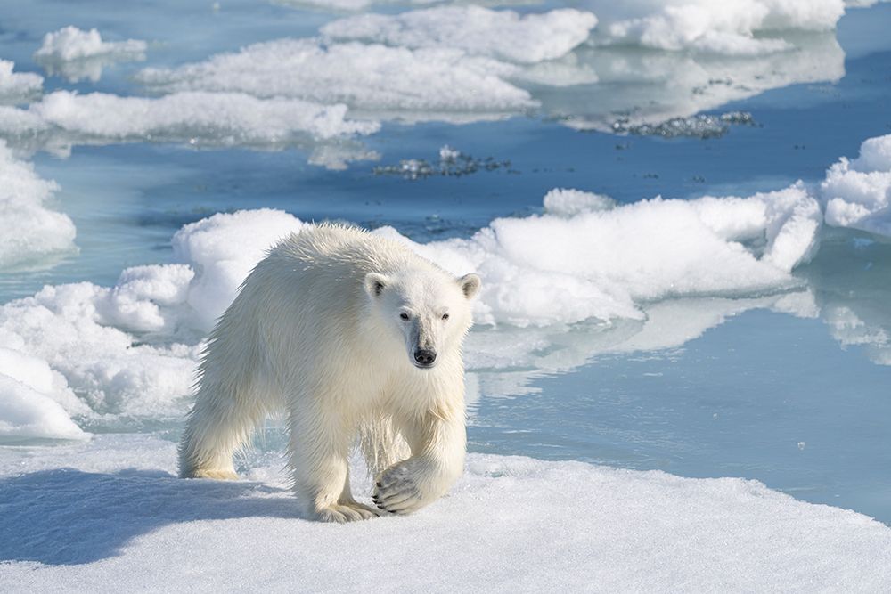 Norway, Svalbard. Polar bear on pack ice in Arctic Ocean. art print by Jaynes Gallery for $57.95 CAD