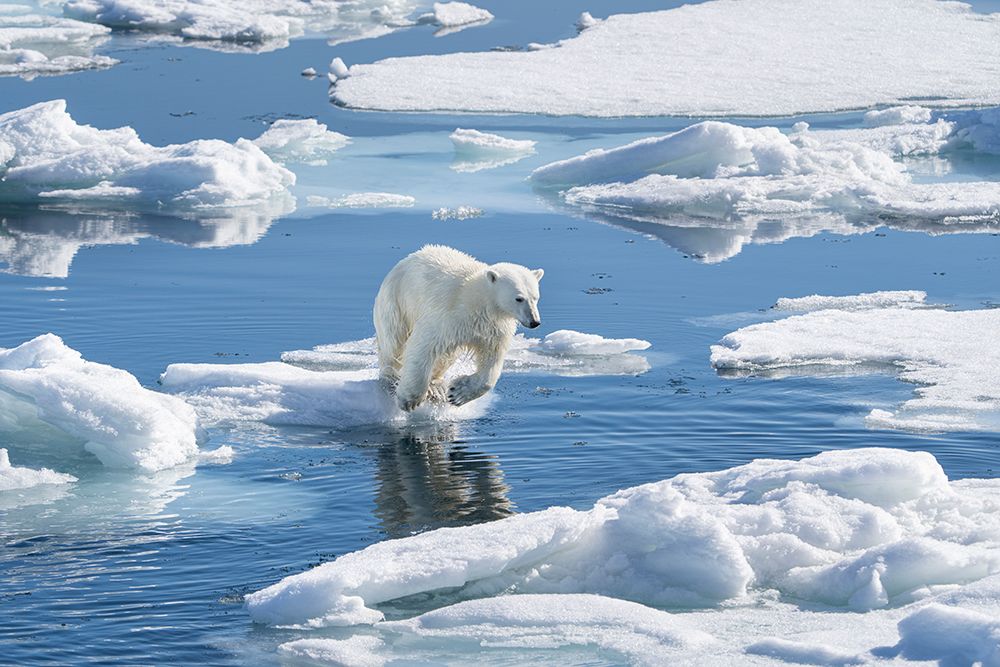 Norway, Svalbard. Polar bear cub jumping across water on pack ice. art print by Jaynes Gallery for $57.95 CAD