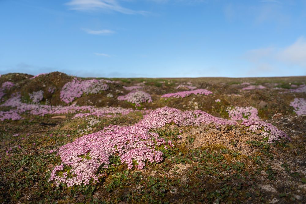 Norway, Svalbard. Moss campion pink wildflower close-up. art print by Jaynes Gallery for $57.95 CAD