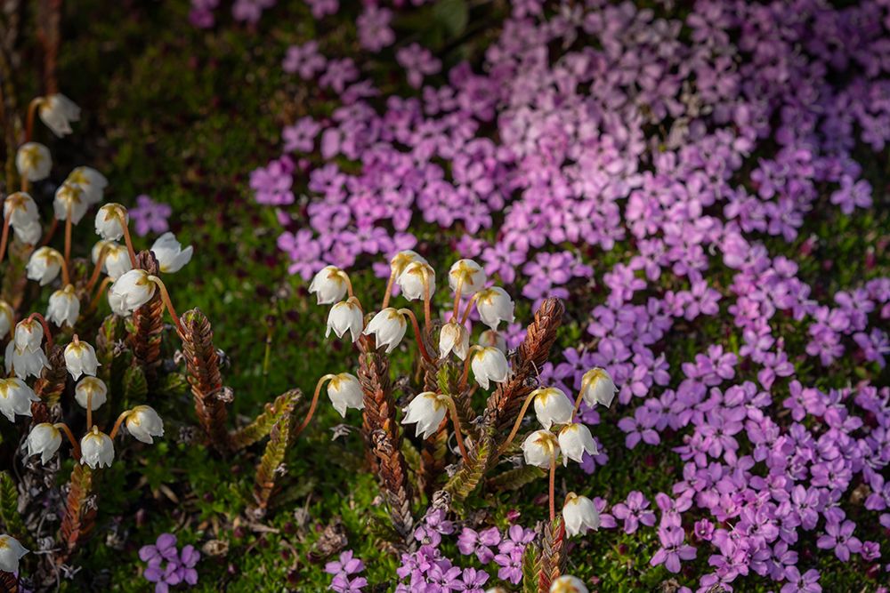 Norway, Svalbard. Close-up of white Arctic bell heather flowers. art print by Jaynes Gallery for $57.95 CAD