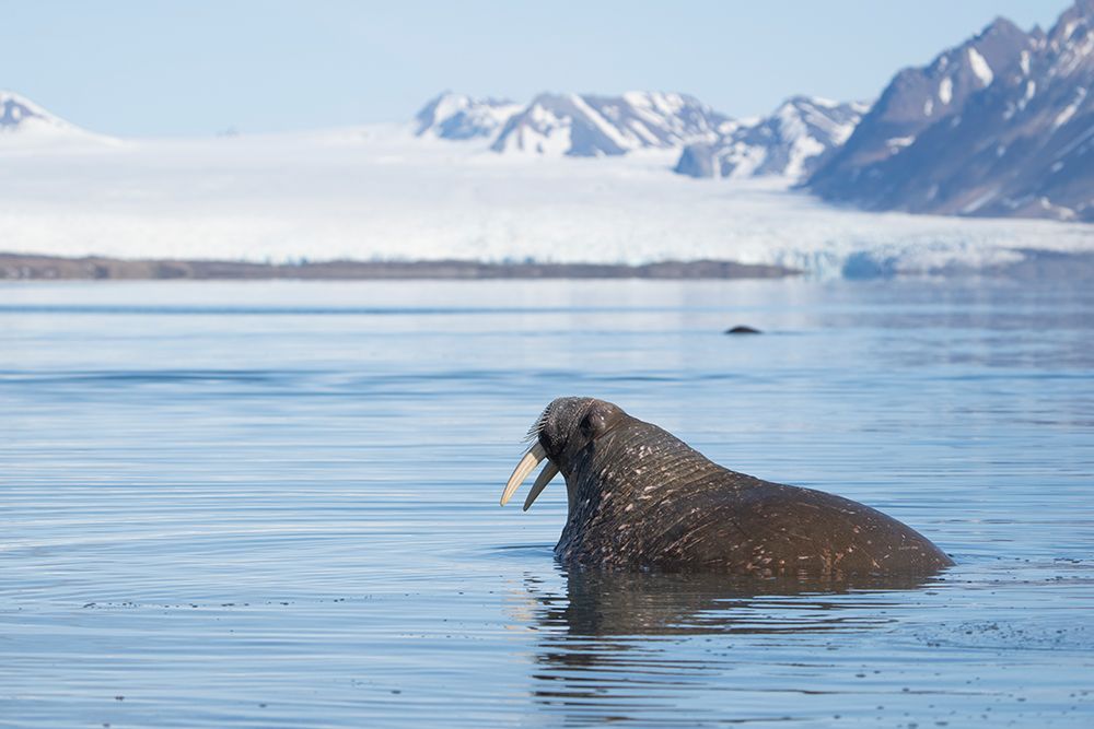Norway, Svalbard. Close-up of male walrus in water. art print by Jaynes Gallery for $57.95 CAD