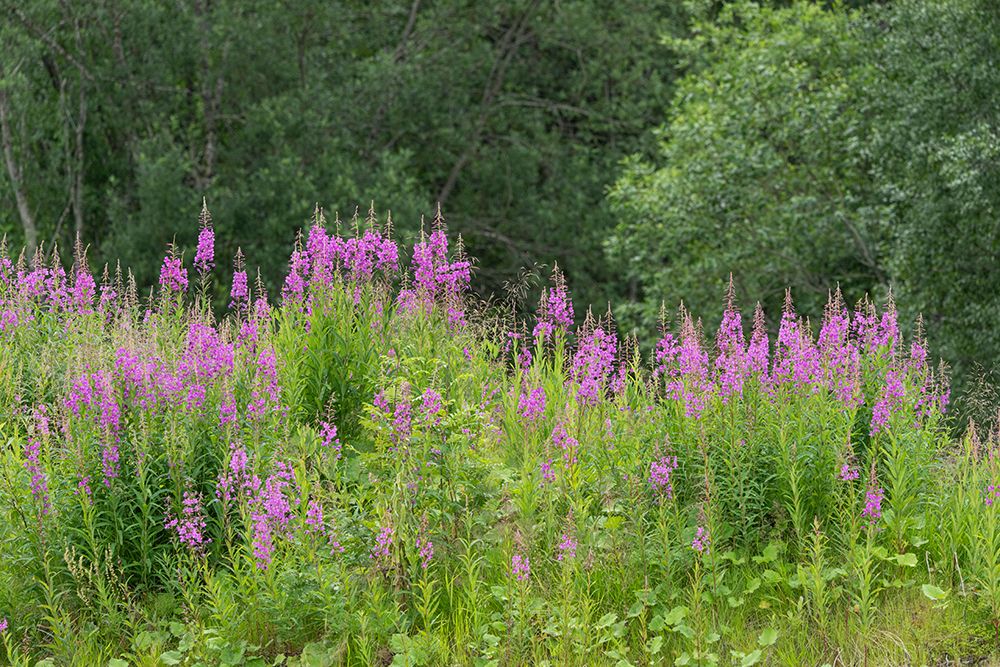 Norway, Svalbard. Close-up of pink fireweed flowers. art print by Jaynes Gallery for $57.95 CAD