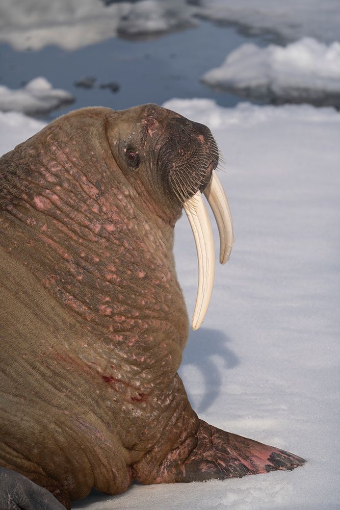 Norway, Svalbard. Close-up of male walrus on ice floe in Arctic Ocean. art print by Jaynes Gallery for $57.95 CAD