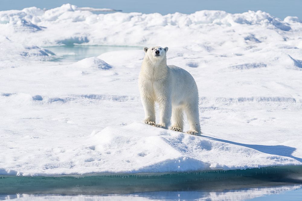 Norway, Svalbard. Polar bear on pack ice in Arctic Ocean. art print by Jaynes Gallery for $57.95 CAD
