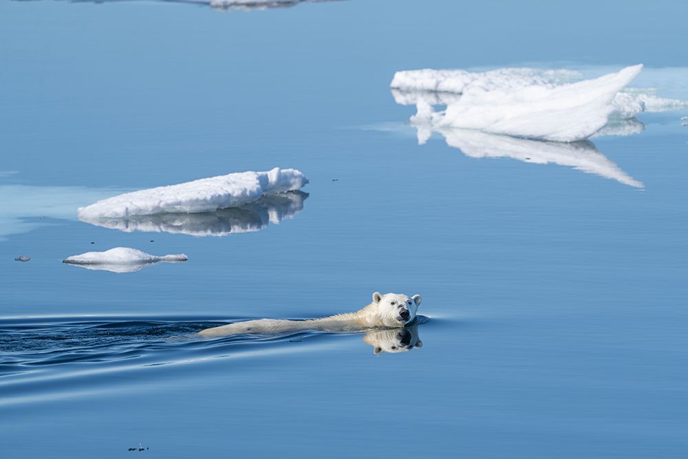 Norway, Svalbard. Polar bear swimming between ice floes in Arctic Ocean. art print by Jaynes Gallery for $57.95 CAD