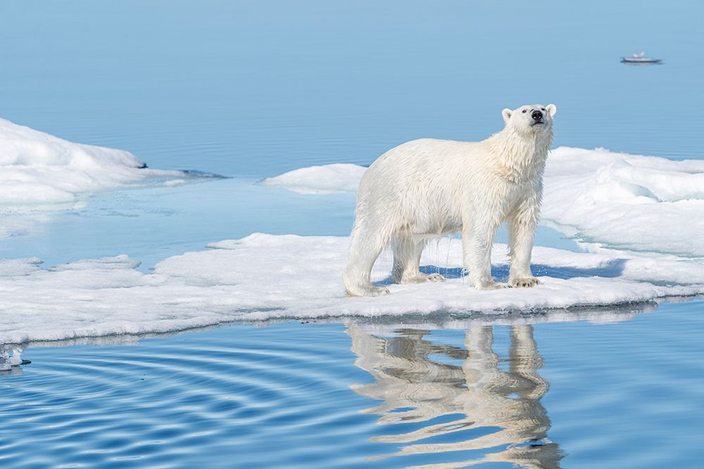 Norway, Svalbard. Wet polar bear on ice floe north in Arctic Ocean. art print by Jaynes Gallery for $57.95 CAD