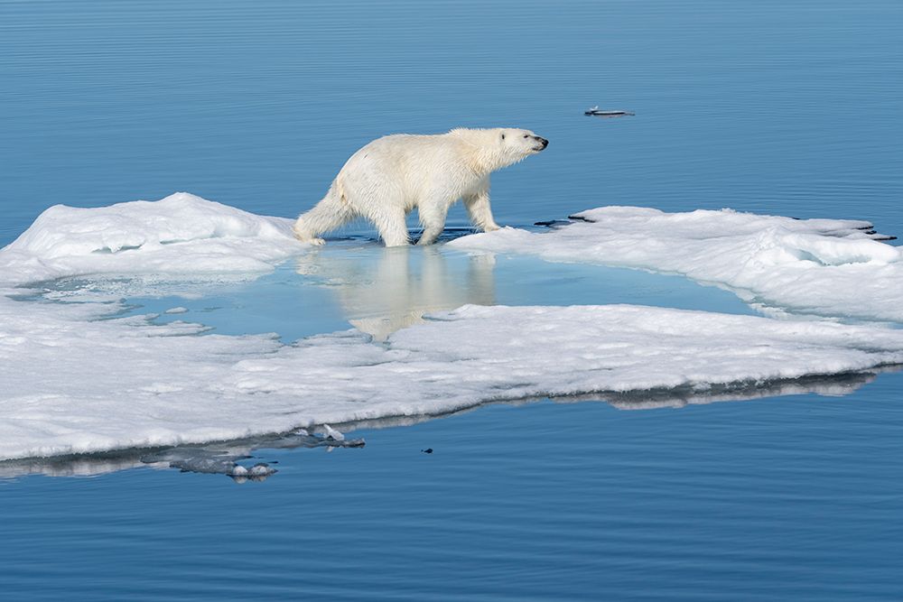 Norway, Svalbard. Polar bear on ice floe in Arctic Ocean. art print by Jaynes Gallery for $57.95 CAD