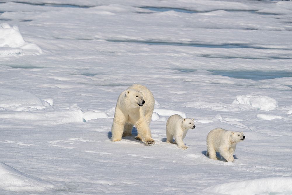 Norway, Svalbard. Polar bear mother and cubs on pack ice in Arctic Ocean. art print by Jaynes Gallery for $57.95 CAD
