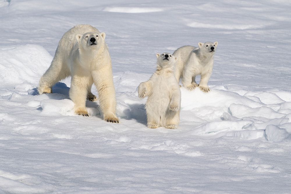 Norway, Svalbard. Polar bear mother and cubs on pack ice in Arctic Ocean. art print by Jaynes Gallery for $57.95 CAD