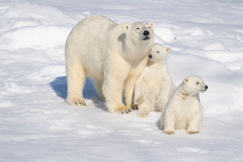 Norway, Svalbard. Polar bear mother and cubs on pack ice in Arctic Ocean. art print by Jaynes Gallery for $57.95 CAD