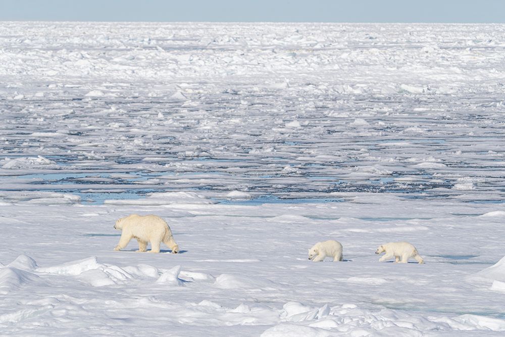 Norway, Svalbard. Polar bear mother and cubs on pack ice in Arctic Ocean. art print by Jaynes Gallery for $57.95 CAD
