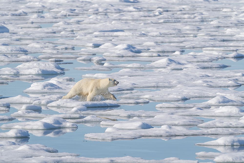 Norway, Svalbard. Polar bear sow runs toward seal kill. art print by Jaynes Gallery for $57.95 CAD