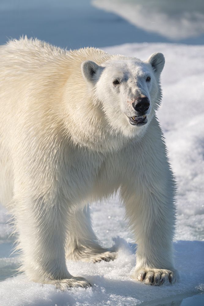 Norway, Svalbard. Close-up of polar bear male on ice. art print by Jaynes Gallery for $57.95 CAD