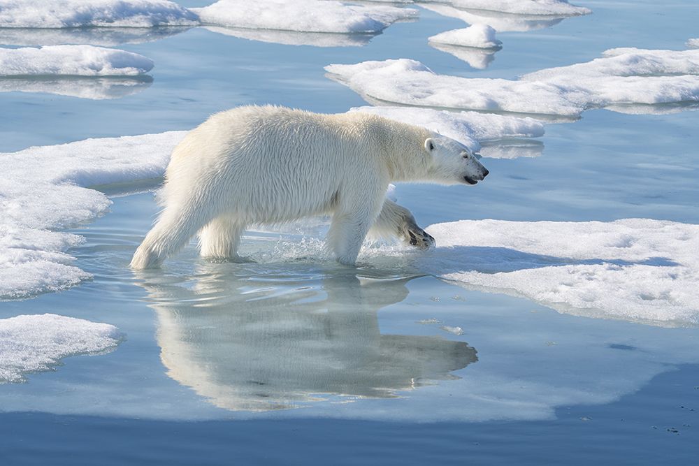 Norway, Svalbard. Polar bear male on ice floe. art print by Jaynes Gallery for $57.95 CAD
