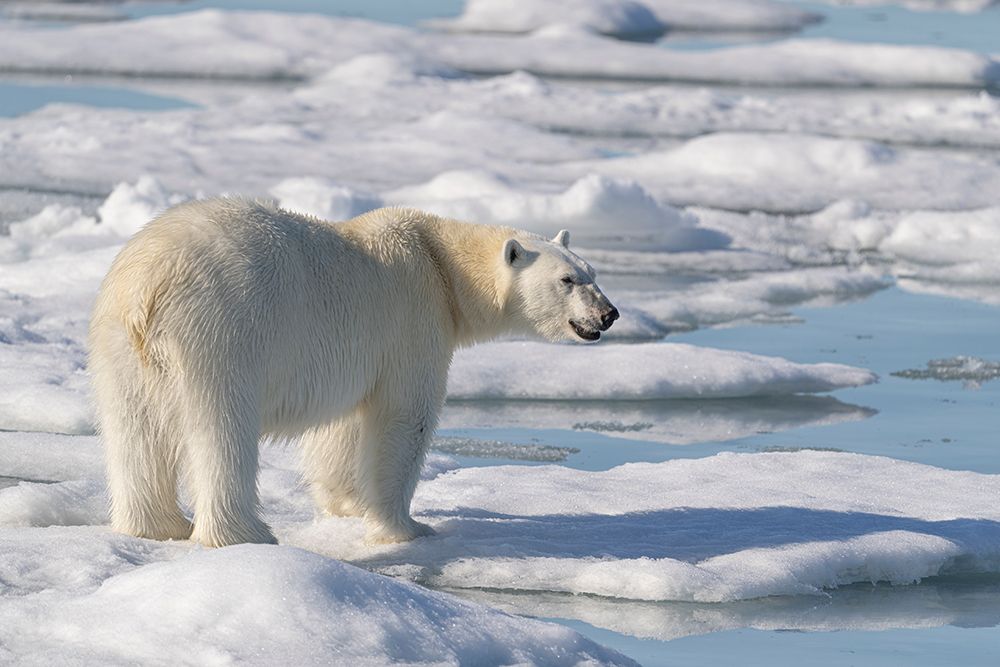 Norway, Svalbard. Close-up of polar bear male on ice floe. art print by Jaynes Gallery for $57.95 CAD